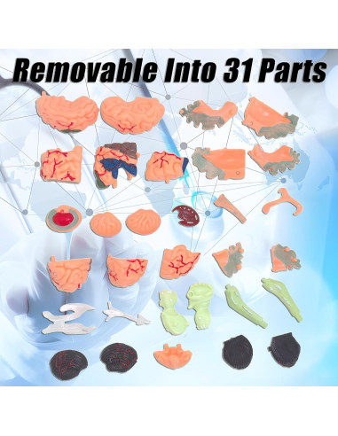 Modelo Anatómico de Cerebro Humano Mini XDKHAEA 31 Piezas