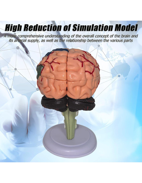Modelo Anatómico de Cerebro Humano Mini XDKHAEA 31 Piezas