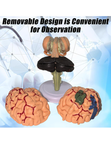 Modelo Anatómico de Cerebro Humano Mini XDKHAEA 31 Piezas