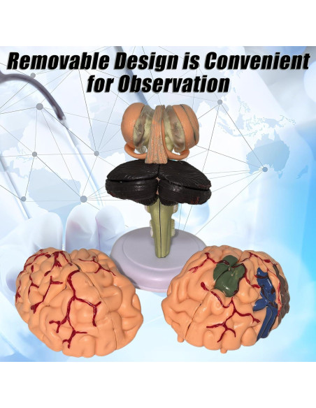 Modelo Anatómico de Cerebro Humano Mini XDKHAEA 31 Piezas