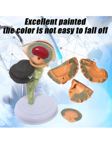 Modelo Anatómico de Cerebro Humano Mini XDKHAEA 31 Piezas