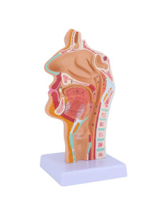 Modelo Anatómico de Cavidad Nasal y Laringe Faruijie 23.4x16.3 cm