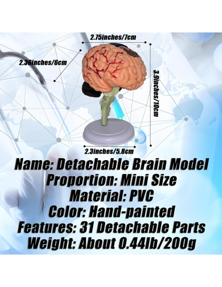 Modelo Anatómico de Cerebro Humano Mini XDKHAEA 31 Piezas