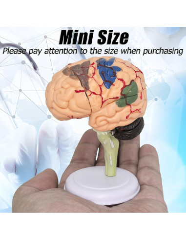 Modelo Anatómico de Cerebro Humano Mini XDKHAEA 31 Piezas