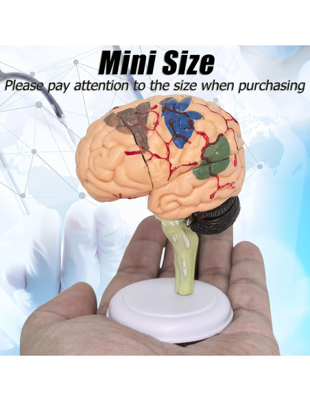 Modelo Anatómico de Cerebro Humano Mini XDKHAEA 31 Piezas