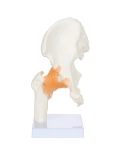 Modelo de Pelvis Humana a Tamaño Real Axis Scientific 24 cm 2