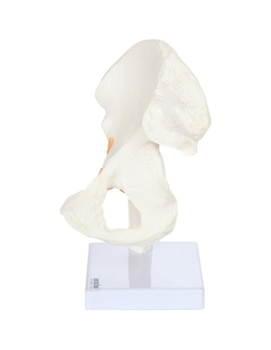 Modelo de Pelvis Humana a Tamaño Real Axis Scientific 24 cm