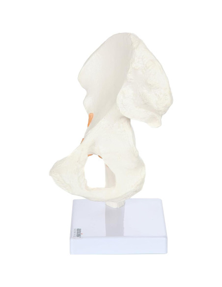Modelo de Pelvis Humana a Tamaño Real Axis Scientific 24 cm