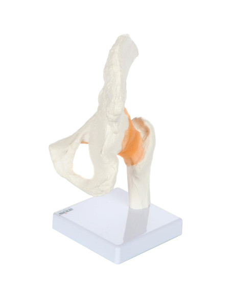 Modelo de Pelvis Humana a Tamaño Real Axis Scientific 24 cm