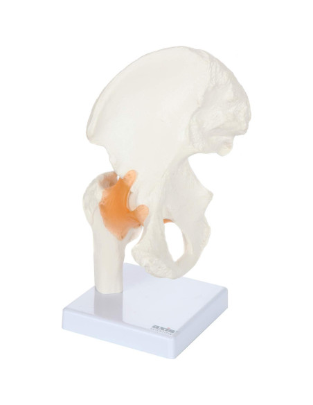 Modelo de Pelvis Humana a Tamaño Real Axis Scientific 24 cm