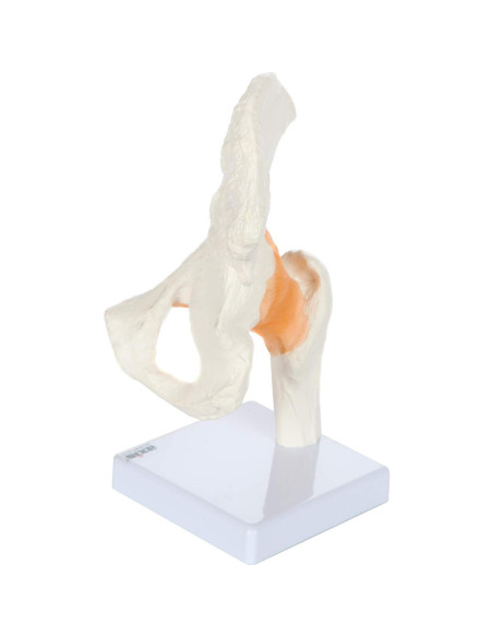Modelo de Pelvis Humana a Tamaño Real Axis Scientific 24 cm