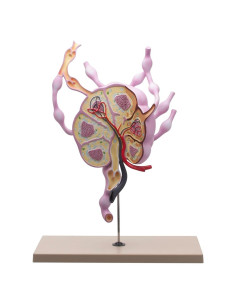 Modelo de Ganglios Linfáticos Eisco Labs 61 cm Anatomía Detallada