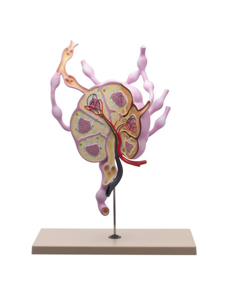Modelo de Ganglios Linfáticos Eisco Labs 61 cm Anatomía Detallada