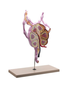 Modelo de Ganglios Linfáticos Eisco Labs 61 cm Anatomía Detallada 2