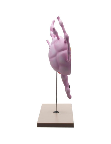 Modelo de Ganglios Linfáticos Eisco Labs 61 cm Anatomía Detallada