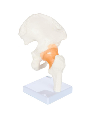 Modelo de Pelvis Humana a Tamaño Real Axis Scientific 24 cm
