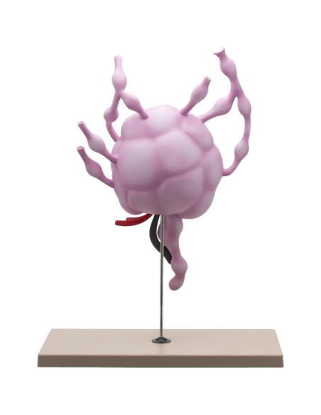 Modelo de Ganglios Linfáticos Eisco Labs 61 cm Anatomía Detallada