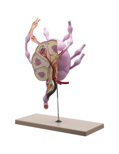 Modelo de Ganglios Linfáticos Eisco Labs 61 cm Anatomía Detallada