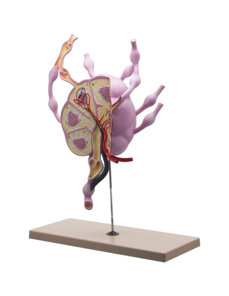 Modelo de Ganglios Linfáticos Eisco Labs 61 cm Anatomía Detallada