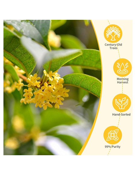 Té de Flor de Osmanthus Natural Wanhua Hall 50g - Aroma Rico