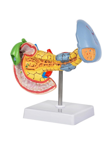 Modelo Anatómico del Páncreas y Bazo Simedutech - Educativo