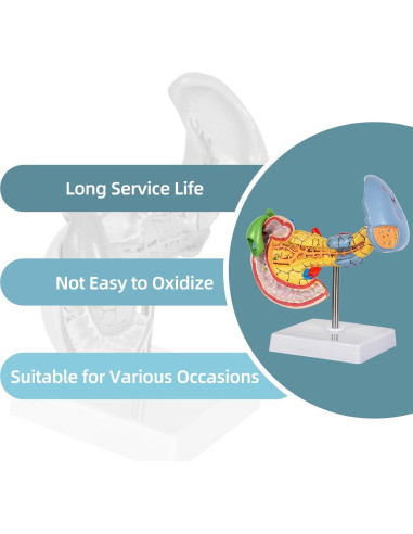 Modelo Anatómico del Páncreas y Bazo Simedutech - Educativo