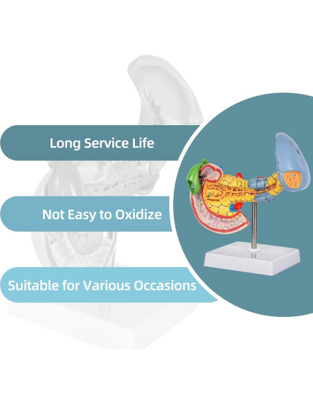 Modelo Anatómico del Páncreas y Bazo Simedutech - Educativo
