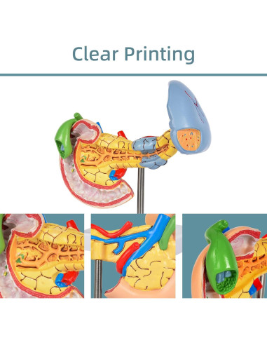 Modelo Anatómico del Páncreas y Bazo Simedutech - Educativo