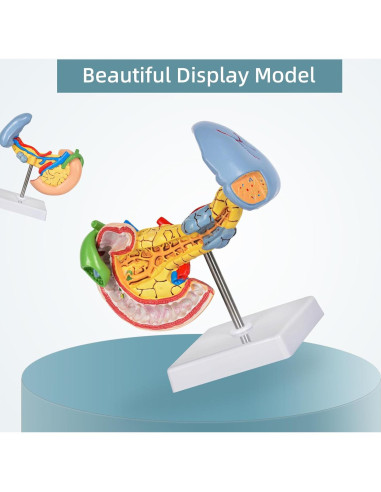 Modelo Anatómico del Páncreas y Bazo Simedutech - Educativo