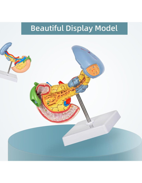 Modelo Anatómico del Páncreas y Bazo Simedutech - Educativo