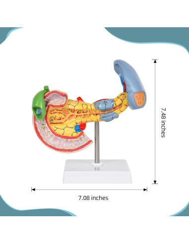 Modelo Anatómico del Páncreas y Bazo Simedutech - Educativo