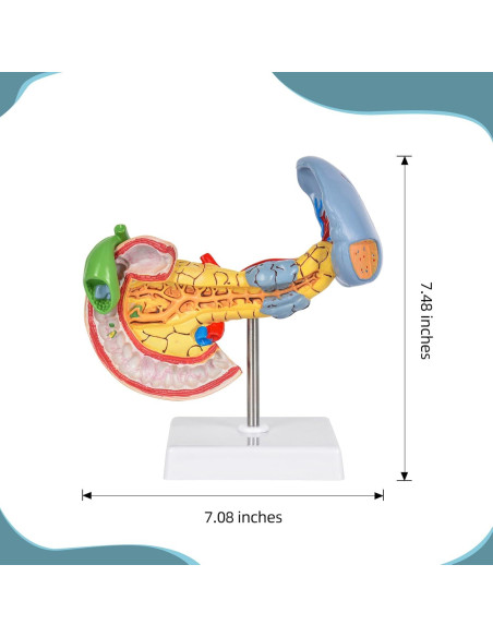 Modelo Anatómico del Páncreas y Bazo Simedutech - Educativo