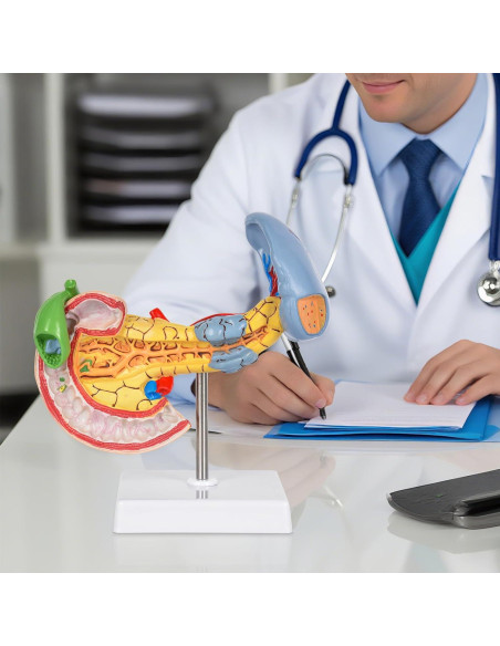 Modelo Anatómico del Páncreas y Bazo Simedutech - Educativo