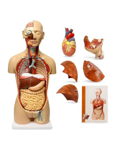 Modelo de Torso Humano Mondo Medical 3D con 27 Órganos Removibles