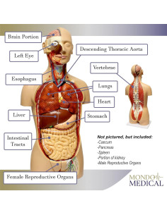 Modelo de Torso Humano Mondo Medical 3D con 27 Órganos Removibles 2