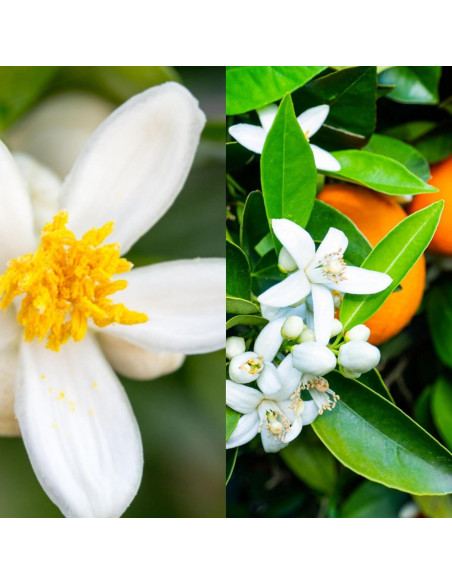 Jabón Líquido para Manos Aquarello Flor de Naranja 635 ml