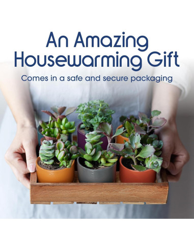 Set de 5 Macetas de Cerámica Bon Decor 6.35 cm con Posavasos