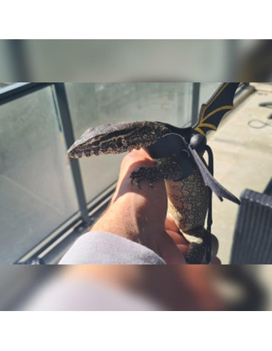 Arnés de Correa Ajustable ZARSIO para Reptiles - 3 Tamaños