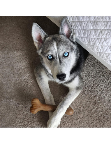 Juguete Masticable Lumabone Bulkster Pequeño Carne de Res