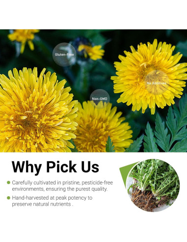 Té Herbal Detox TZTZBOM Diente de León 50 Bolsas 100g