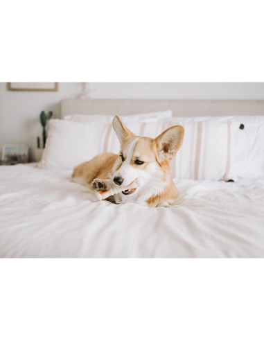 Golosinas para Perros Nylabone Pop-In Sabor Pollo 147g