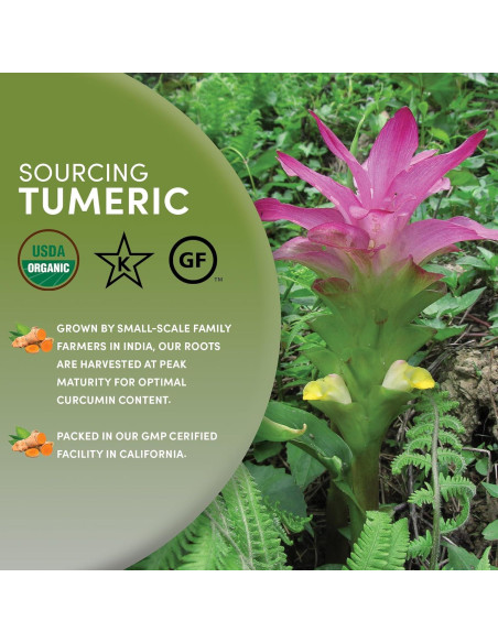 Té de Cúrcuma Orgánica Worldwide Botanicals 453g - Infusión Rápida