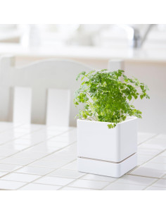 Maceta de Hierbas D'vine Dev 10 cm Blanca con Drenaje y Plato 2