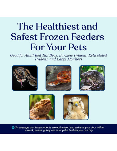 Ratas Congeladas Grandes MiceDirect - Paquete de 10 (20-23 cm)