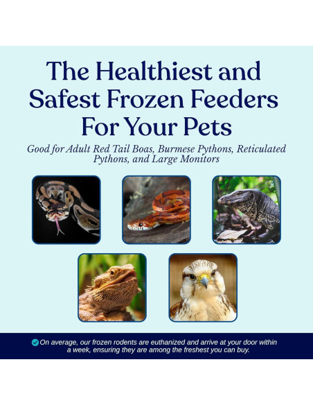 Ratas Congeladas Grandes MiceDirect - Paquete de 10 (20-23 cm)