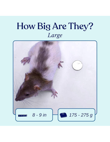 Ratas Congeladas Grandes MiceDirect - Paquete de 10 (20-23 cm)