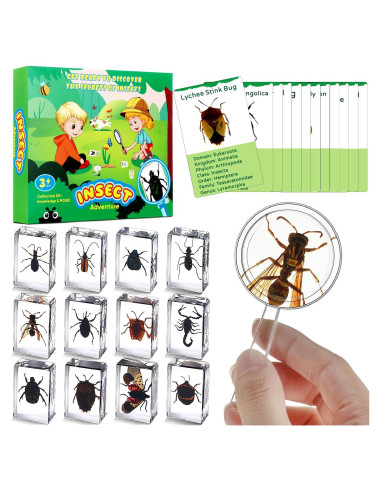 Colección de Insectos en Resina Briwooody con Lupa y Tarjetas