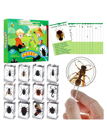 Colección de Insectos en Resina Briwooody con Lupa y Tarjetas