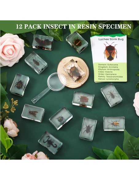 Colección de Insectos en Resina Briwooody con Lupa y Tarjetas