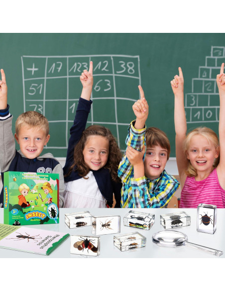 Colección de Insectos en Resina Briwooody con Lupa y Tarjetas